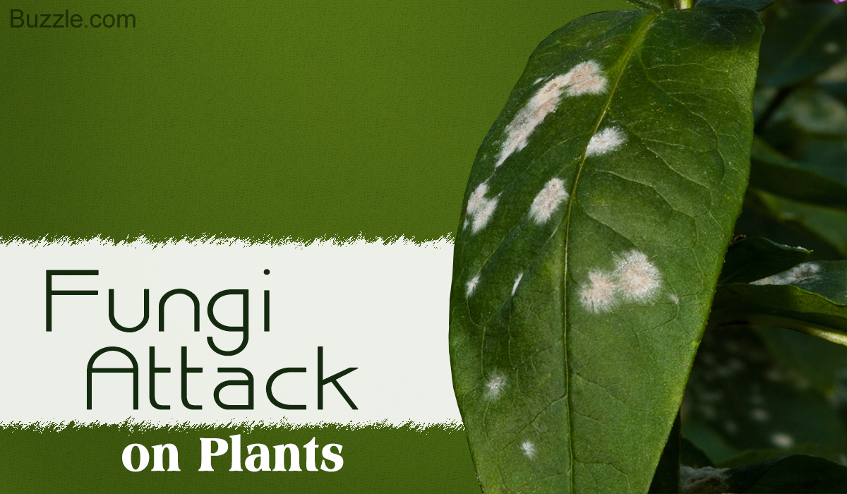 different-fungal-symptoms-on-plants-plantlet