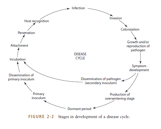 The Disease Cycle: Stages of Disease Development : Plantlet
