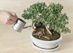 Watering bonsai tree