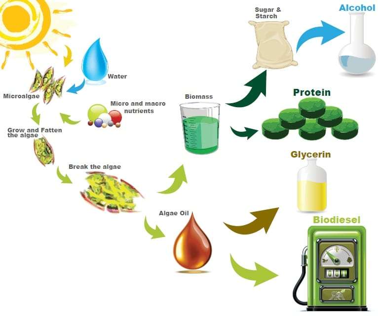 Algal Biofuel Production