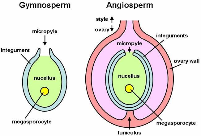 how-to-draw-ovule-diagram-easily-structure-of-ovule-in-plants-youtube