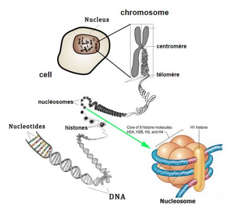 Nucleosome Model of Chromosomes : Plantlet