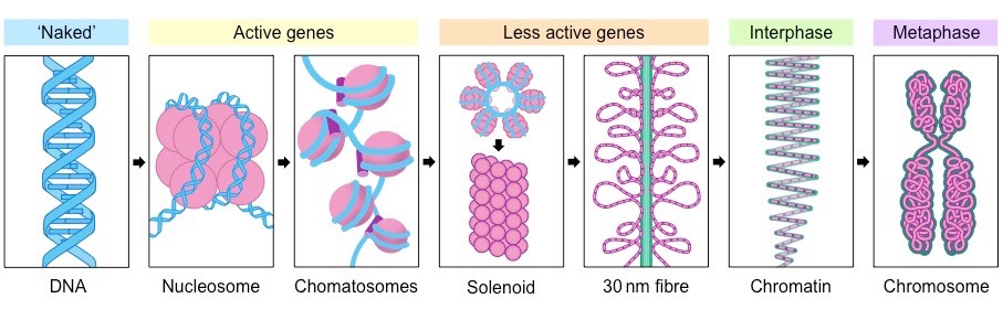 chromosome scaffold protein