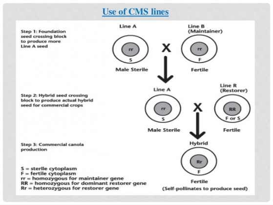 Cytoplasmic Male Sterility Plantlet