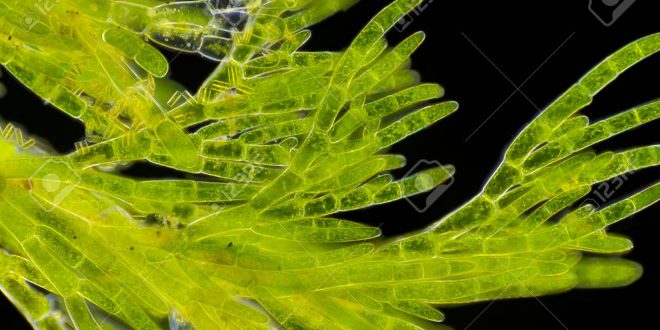 Evolution of Green Algae: Tetrasporine Trend : Plantlet