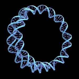 rolling circle replication