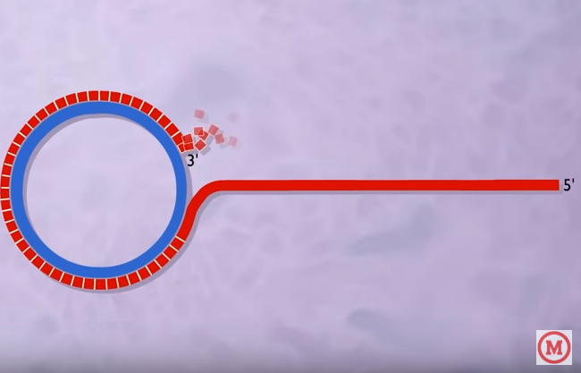 rolling circle replication