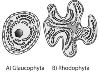 Ultra Structure of Chloroplast in Algae : Plantlet