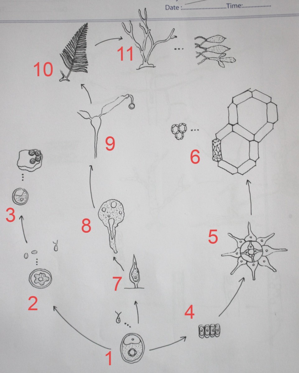 The Tetrasporine Line, The Green Algae, Introduction to Botany, Botany