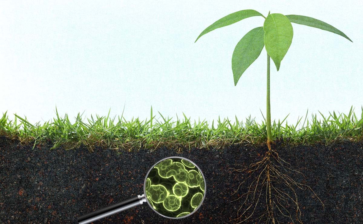 current research topics in soil microbiology