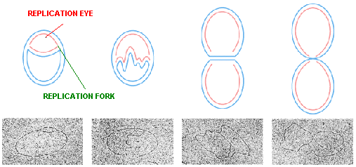 Replication In Circular Dna Theta Model Plantlet