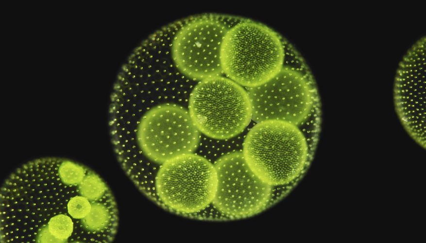 Ultra Structure of Chloroplast in Algae : Plantlet