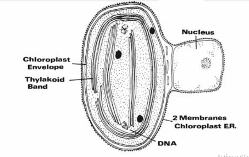 what are the different shapes of chloroplast in deifferent algal