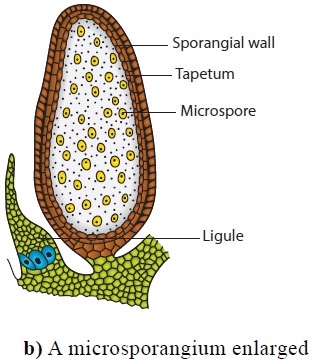 Selaginella microsporangium