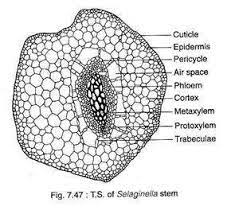 T.S. of stem of Selaginella