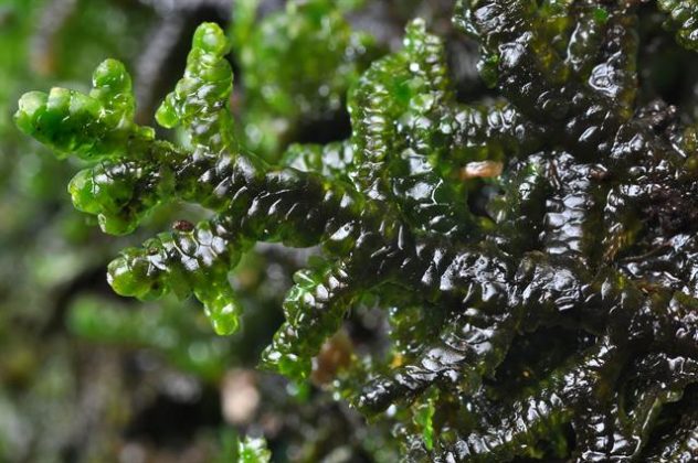 https://plantlet.org/porella-the-leafy-liverworts/