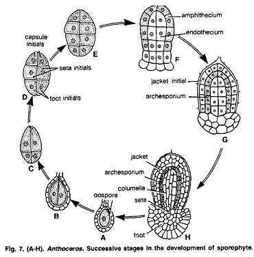 Anthoceros: The Hornworts : Plantlet