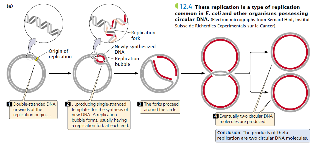 Replication In Circular Dna Theta Model Plantlet