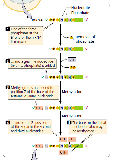 Post transcriptional Modification Plantlet