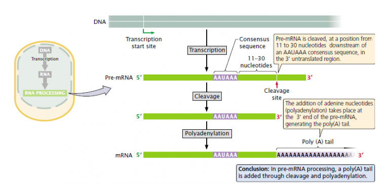 Post Transcriptional Modification Plantlet 0119