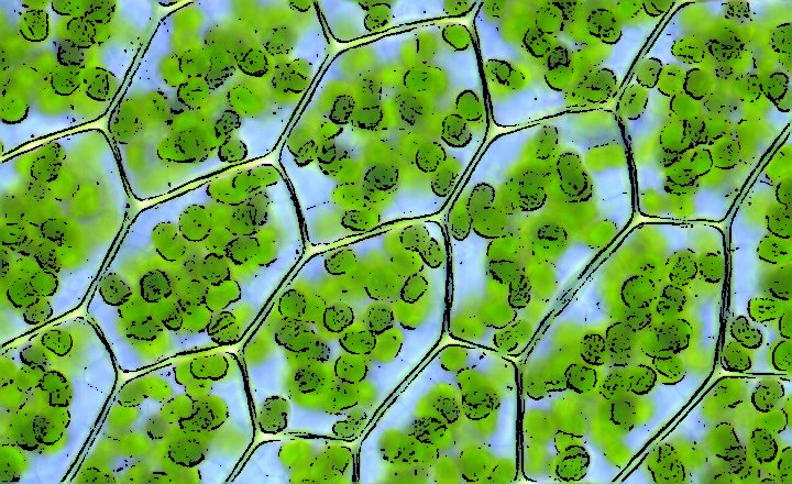 Хлоропласты в клетках листьев крупные. Хлоропласт под микроскопом. Хлорофилл цветок. Хлорофилл зеленых растений. Хлорофилл в хлоропластах растительных клеток.
