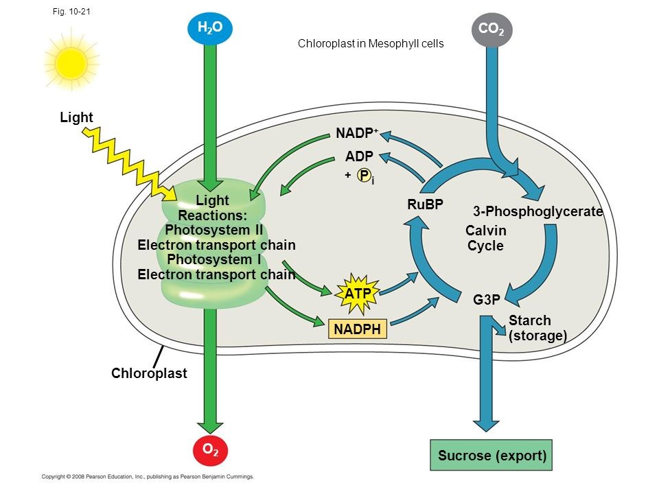 Mechanism of Phase : Plantlet