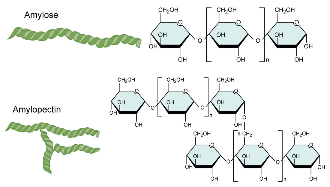 Polysaccharides: The Long Chain of Simple Sugars : Plantlet