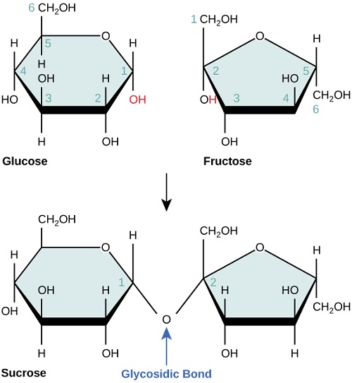 disaccharides-bonding-of-two-simple-sugars-plantlet