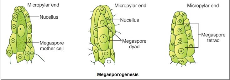 female-gametophyte-the-embryo-sac-with-its-types-plantlet