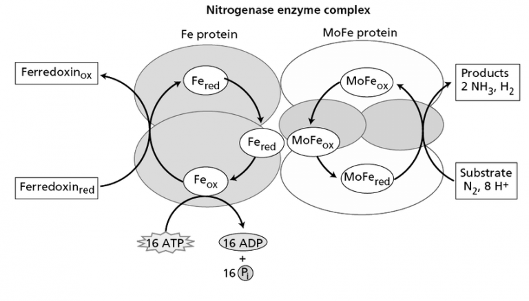 Nitrogen Fixation & Root Nodule Formation : Plantlet