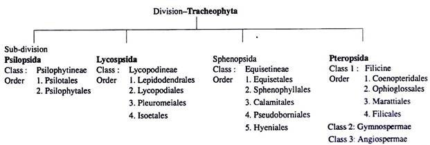 Pteridophytes Classification