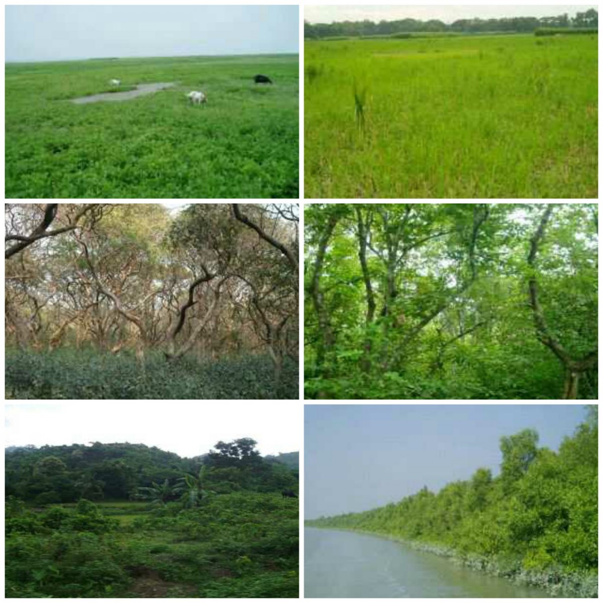 types of vegetation