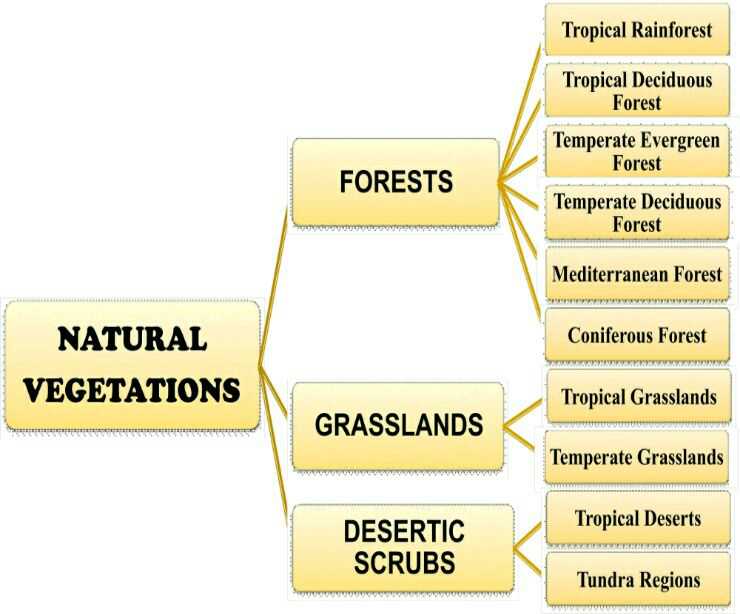 vegetation-meaning