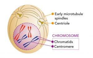 Diagram of prophase