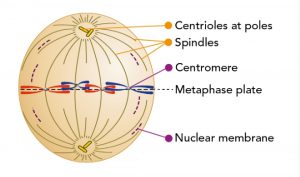 Diagram of metaphase