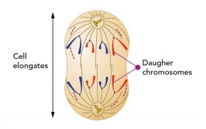 Diagram of anaphase