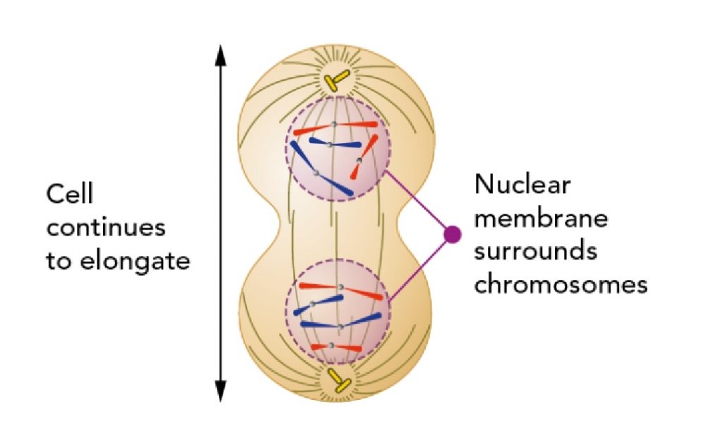 mitosis-equational-division-and-its-stages-plantlet