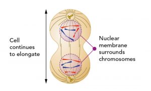 Diagram of telophase