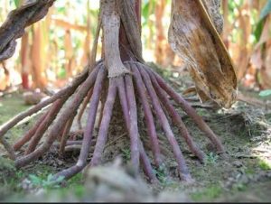 Stilt Root