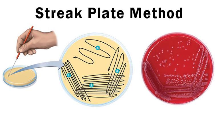 General Methods of Microbial Isolation : Plantlet