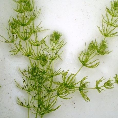 Evolution of Green Algae: Tetrasporine Trend : Plantlet