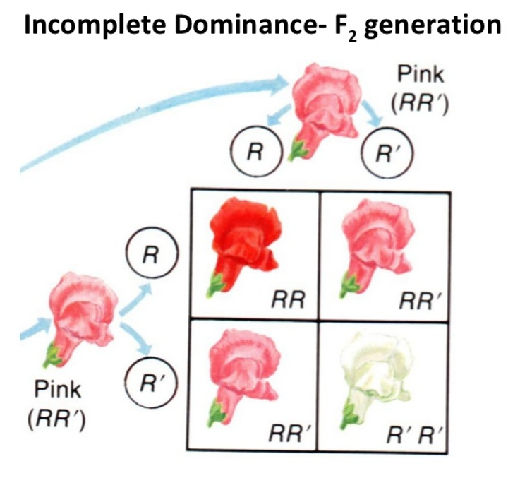 Exceptions of Mendelism: First Law : Plantlet