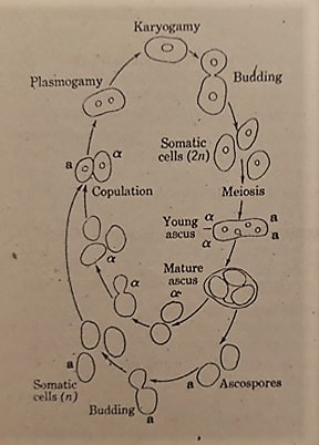 saccharomyces life cycle