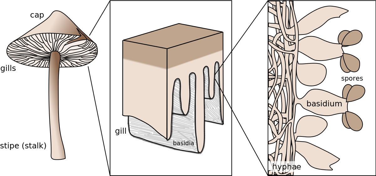 Basidiomycetes: Characteristics & Classification : Plantlet