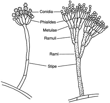 Eurotiales: Perfect & Imperfect Stages of Aspergilli & Penicilli : Plantlet