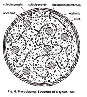 Mycoplasma The Simplest Prokaryotic Cell Plantlet