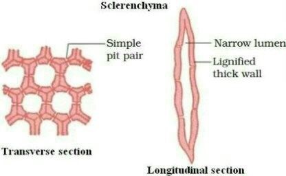 sclerenchyma tissue