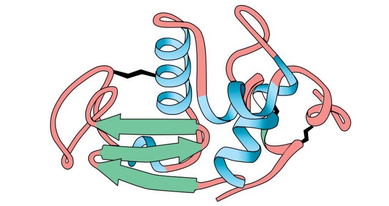 Enzyme And Their Substrates Mode Of Action Plantlet 