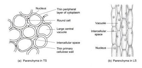 sclerenchyma tissue labeled