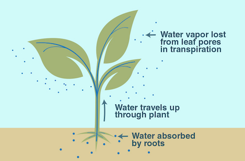 Transpiration Mechanism in Plant Body : Plantlet